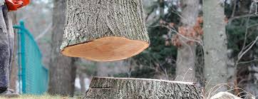 Best Tree Cabling and Bracing  in Darien, GA
