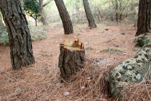 Best Tree Removal  in Darien, GA