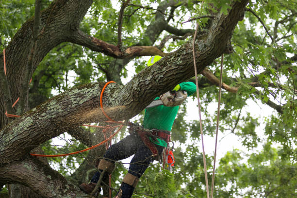 Best Seasonal Cleanup (Spring/Fall)  in Darien, GA