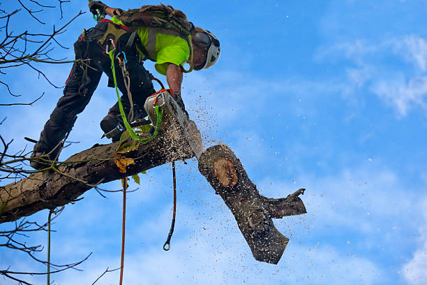 Best Tree Mulching  in Darien, GA