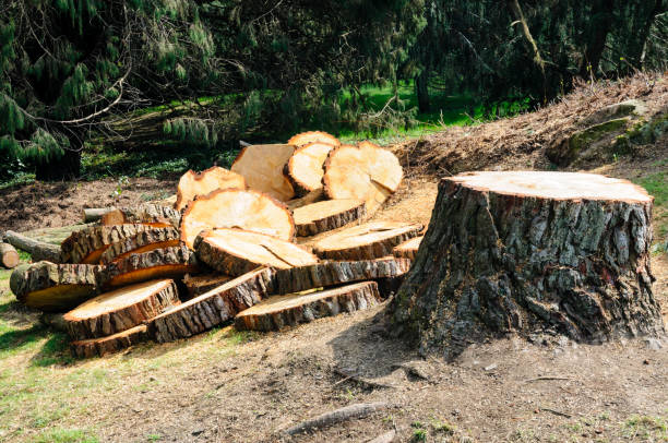 How Our Tree Care Process Works  in  Darien, GA